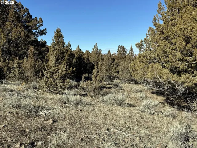 a view of a dry field with trees in the background