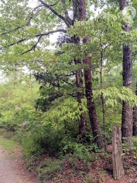 169 Welch Road Tellico Plains, TN 37385 - Photo 5 of 6