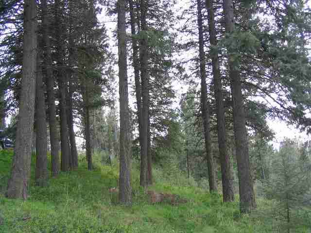 0 South Marshall Road Valleyford, WA 99036 - Photo 3 of 6