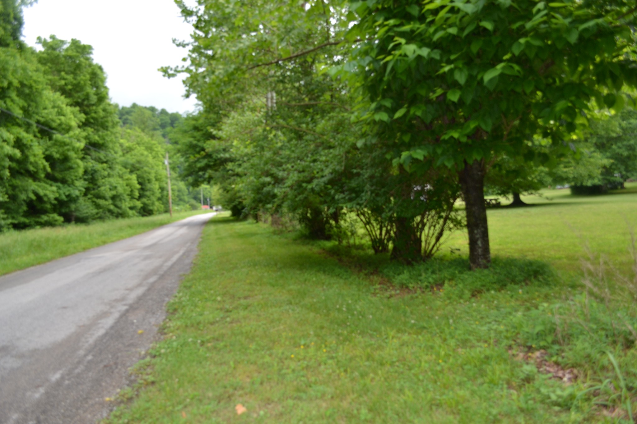 1505 Add Stafford Road Hilham, TN 38568 - Photo 59 of 65 a view of a trees with a yard