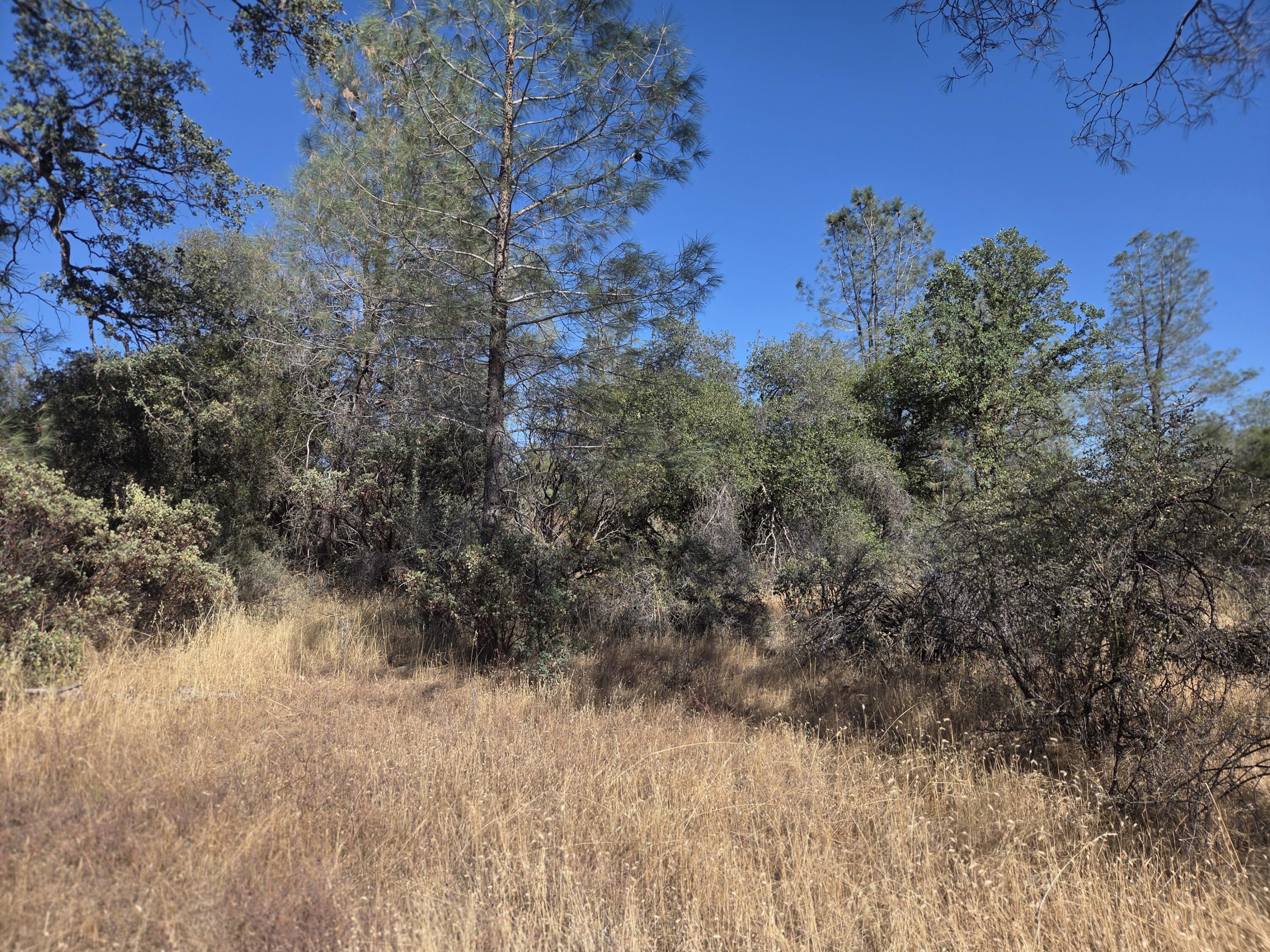 Lot 13 Dersch Road Shingletown, CA 96088 - Photo 7 of 13 PROP V4