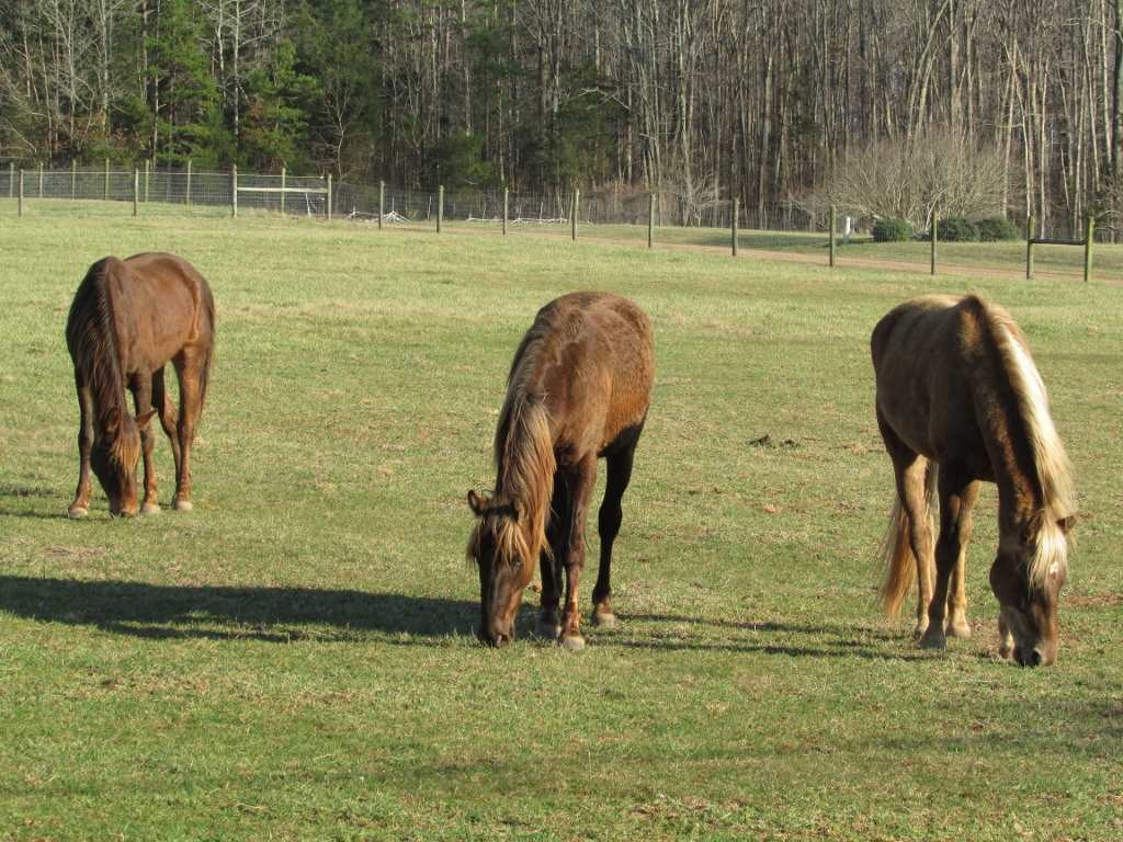 Gentry Dunkley Road Roxboro, NC 27574 - Photo 15 of 15 Kind of relaxing watching the neighbors horses graze VIEW