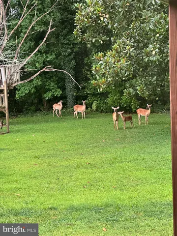 a view of a golf course with chairs