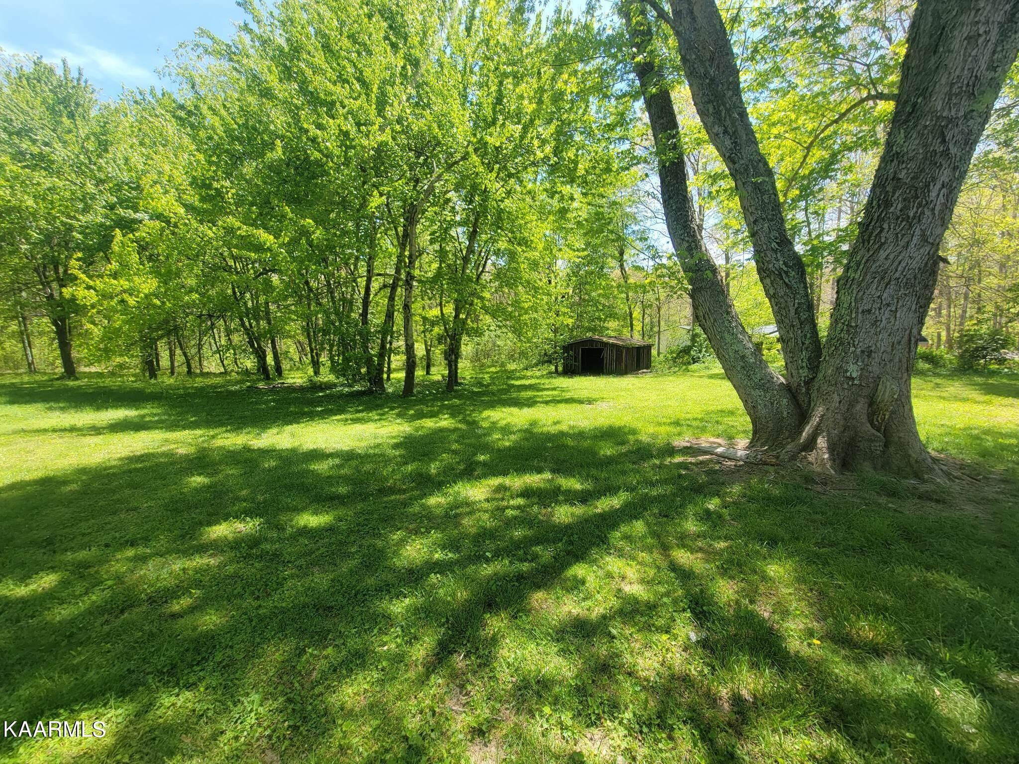 1054 Franklin Loop Clarkrange, TN 38553 - Photo 5 of 35 a view of a trees in a yard