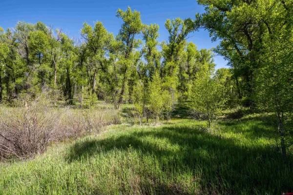 a view of a lush green space