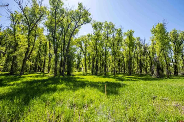 a yard with trees in the background
