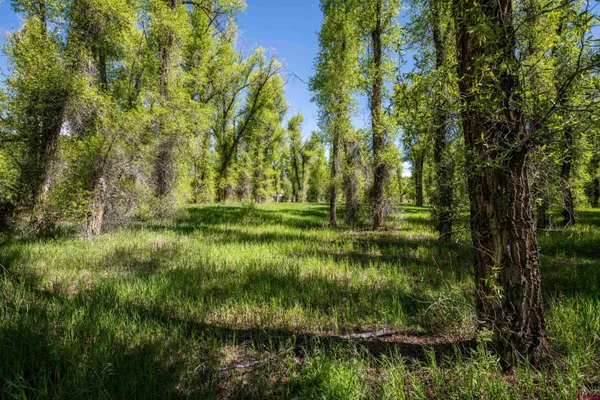 a view of a garden with a lake