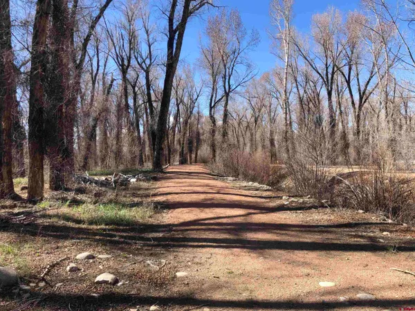 a view of a yard with street