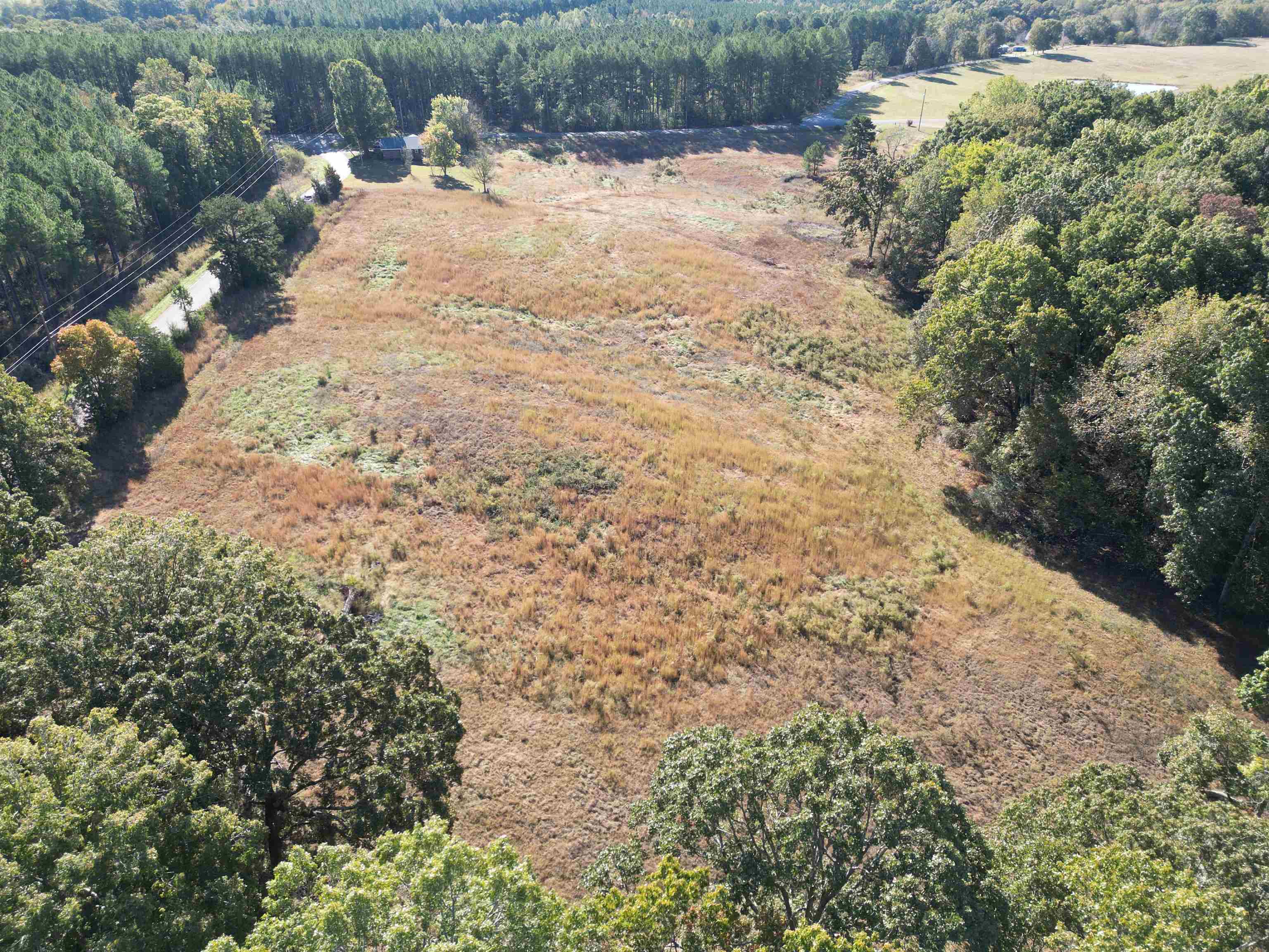 a view of a yard with plants and large trees