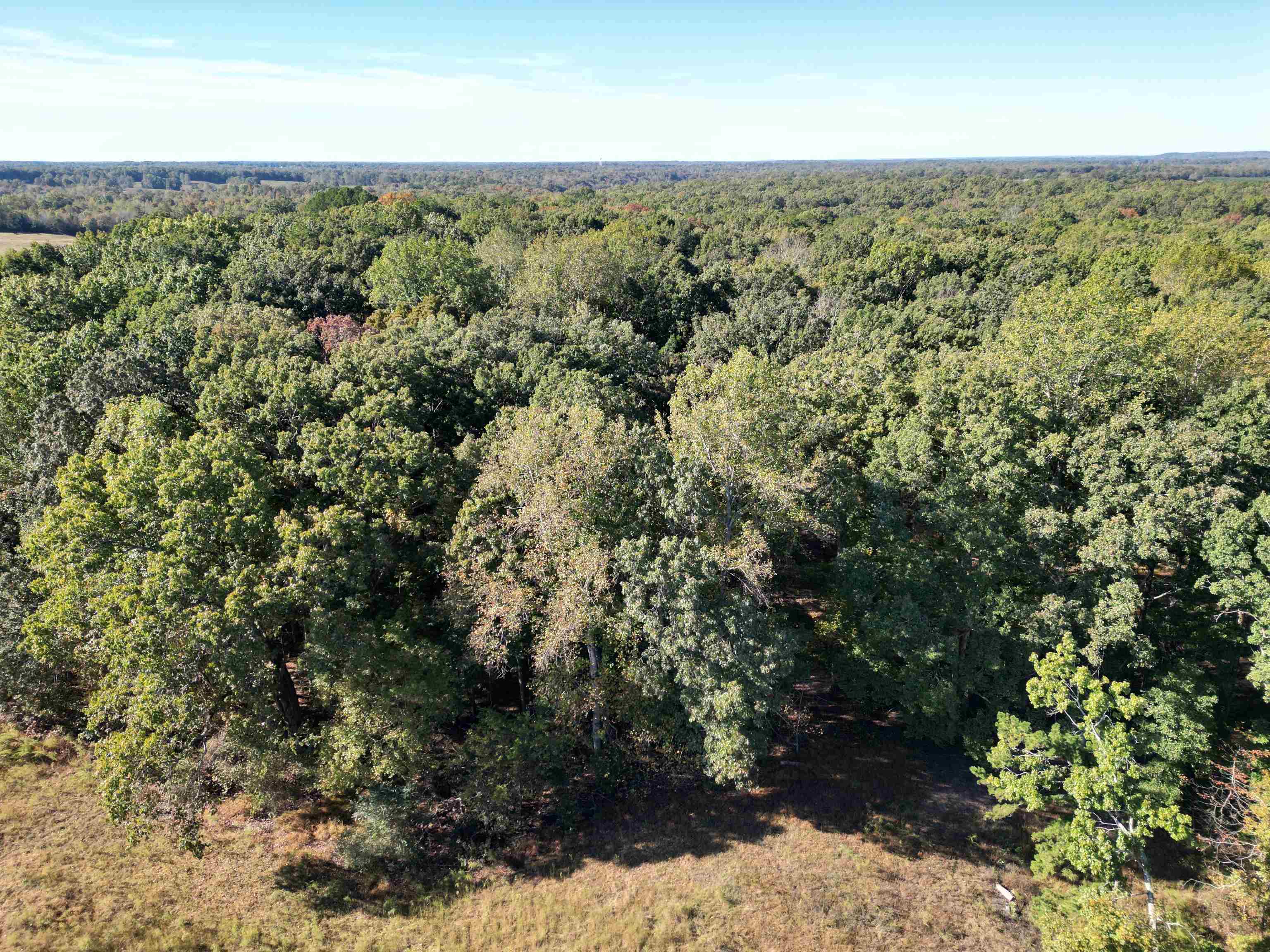 0 Whites Creek Road Savannah, TN 38372 - Photo 15 of 17 a view of a forest with a street