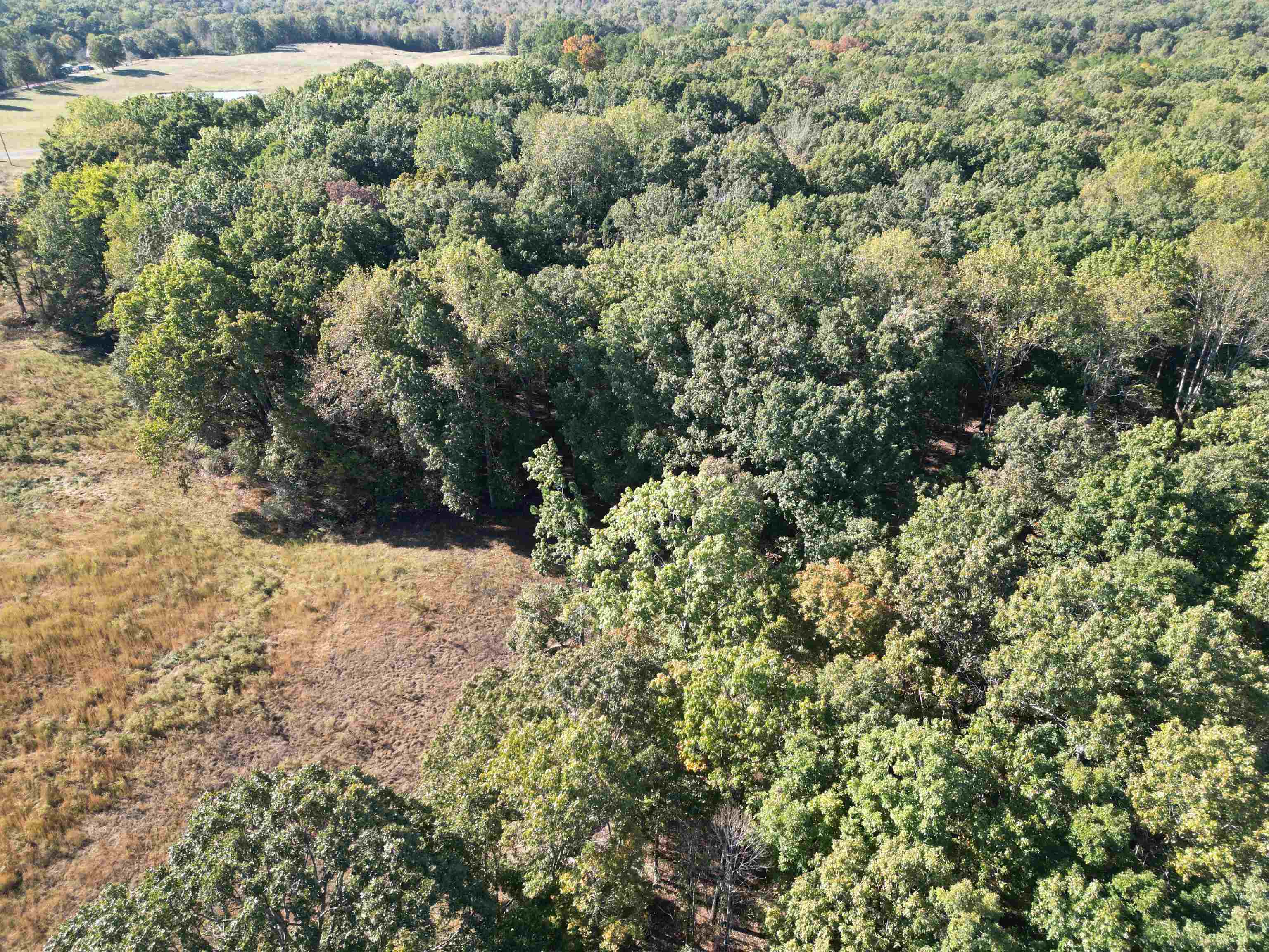 0 Whites Creek Road Savannah, TN 38372 - Photo 17 of 17 a view of a forest with a tree