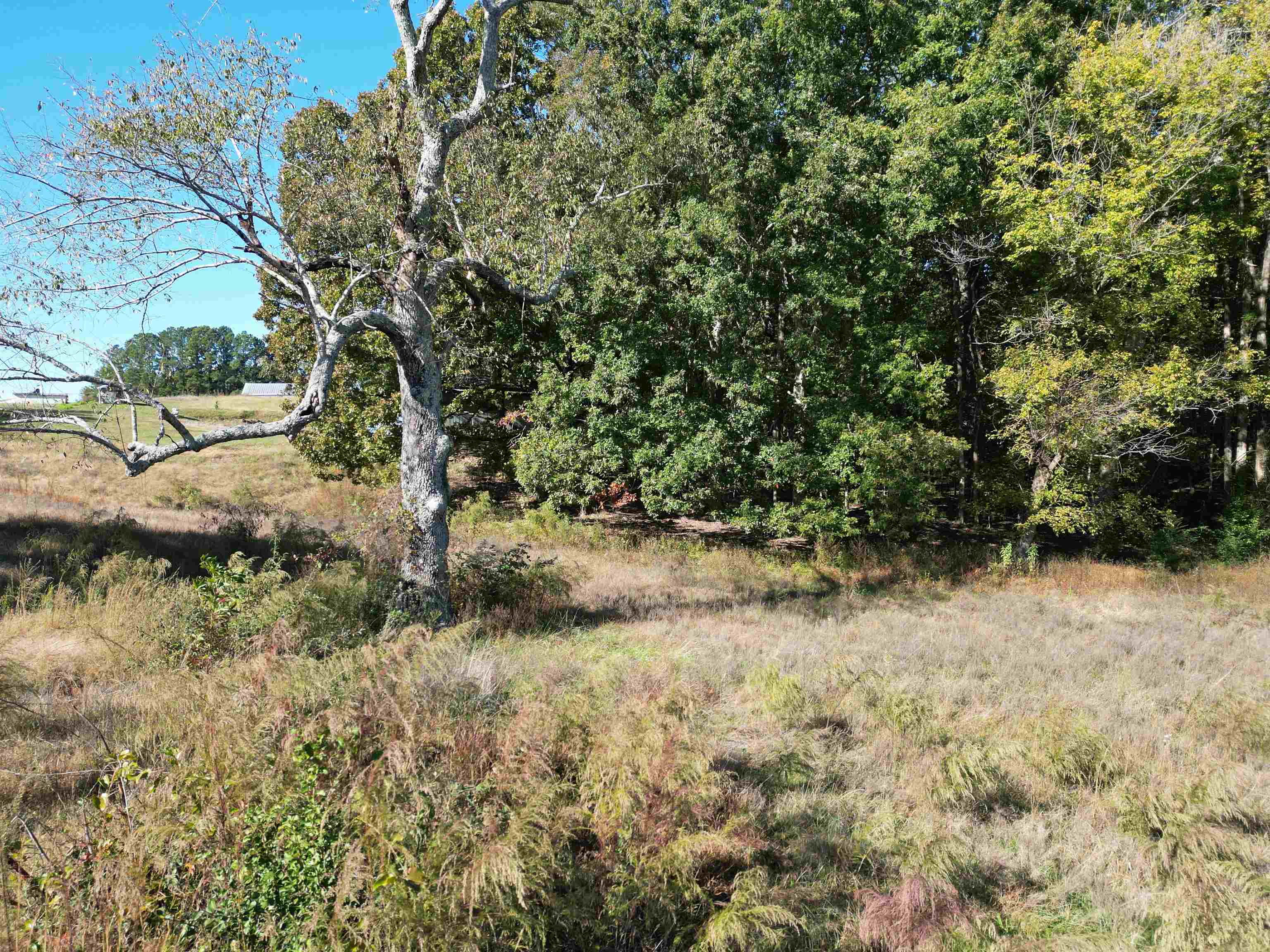 0 Whites Creek Road Savannah, TN 38372 - Photo 5 of 17 a view of a yard with plants and tree