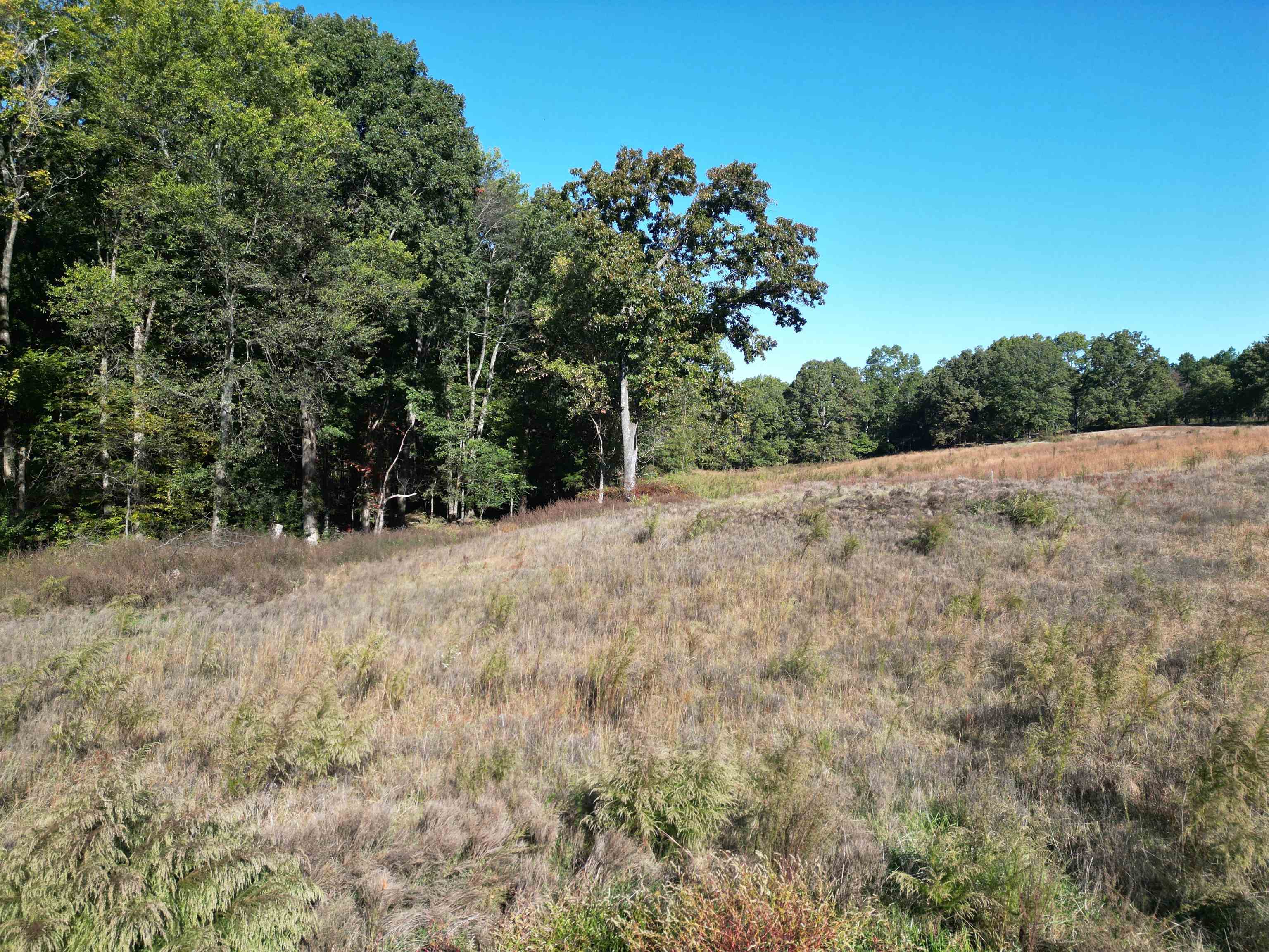 0 Whites Creek Road Savannah, TN 38372 - Photo 6 of 17 a view of an outdoor space with trees
