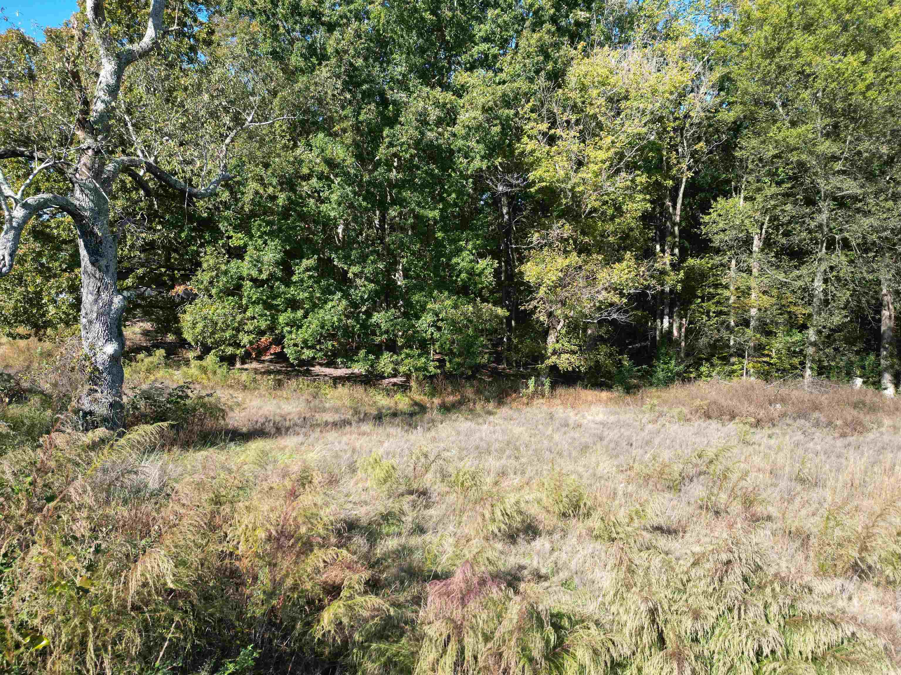 0 Whites Creek Road Savannah, TN 38372 - Photo 7 of 17 a view of a yard with plants and wooden fence