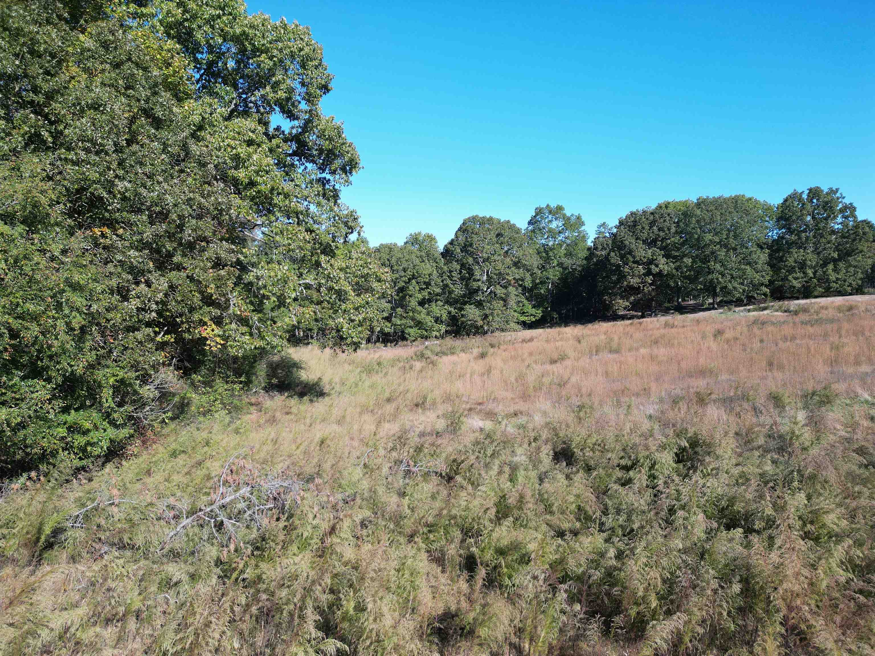 0 Whites Creek Road Savannah, TN 38372 - Photo 9 of 17 a view of a forest with a tree