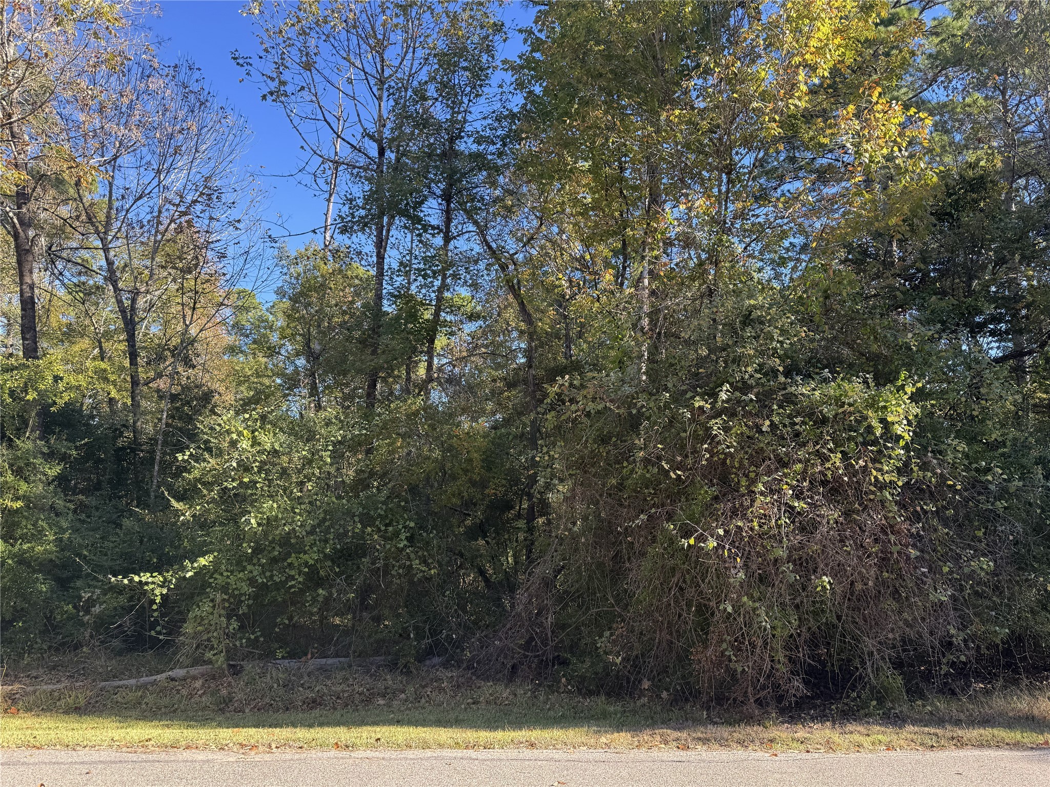 a view of a yard with trees