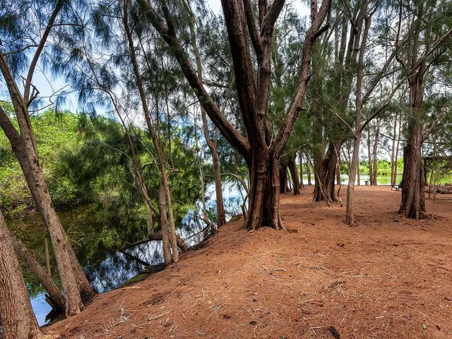 a backyard of a house with large trees and wooden fence