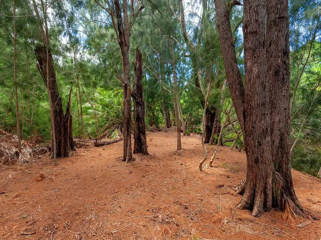 a view of a house with a small yard plants and large trees