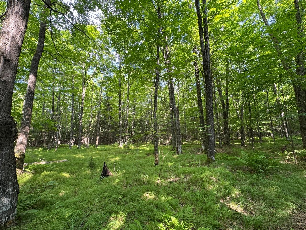 6209 Flambeau Dam Road Butternut, WI 54514 - Photo 50 of 55 Gallery Image 50