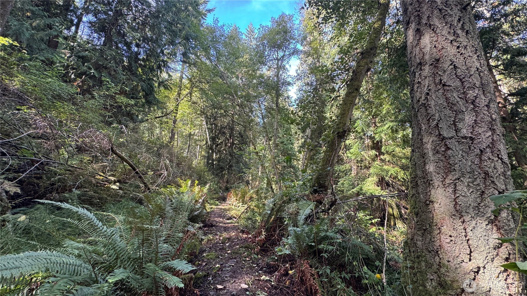 0 East Heggeness Road Clinton, WA 98236 - Photo 3 of 19 a view of a forest with lots of trees