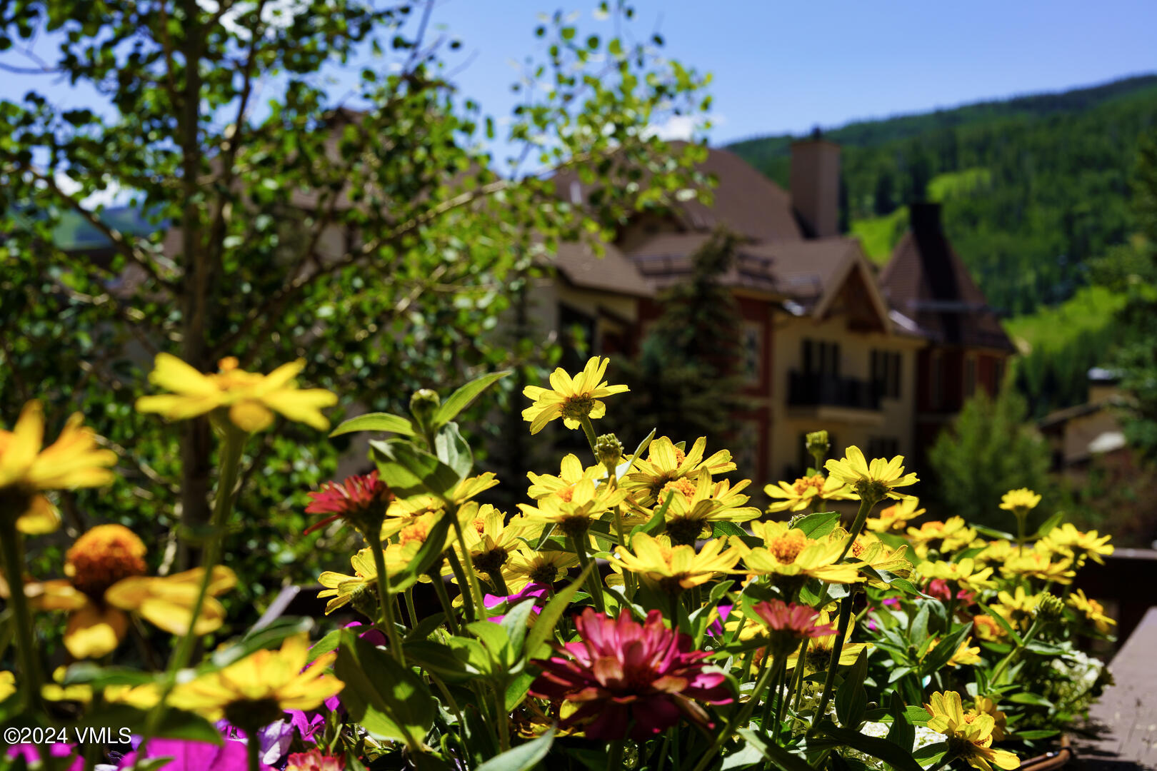707 West Lionshead Circle, Unit 118 Vail, CO 81657 - Photo 6 of 29 a view of a flower