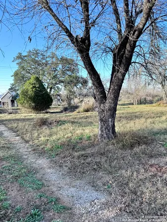 a view of a yard with large tree