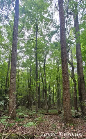 $558,000 | Vl Old Owl Drive, Fennville, MI 49408