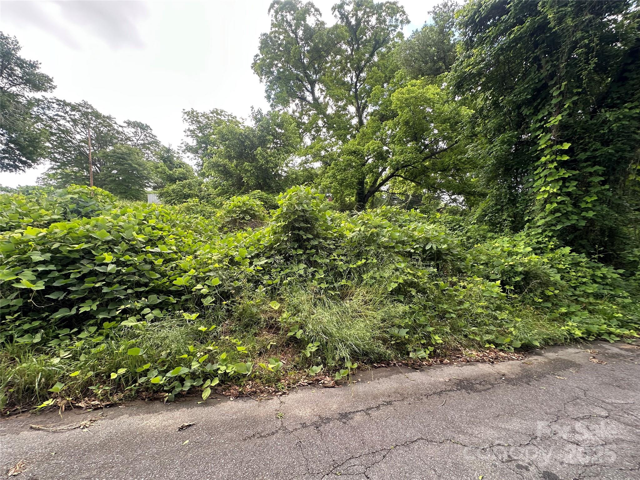 a view of a garden with plants