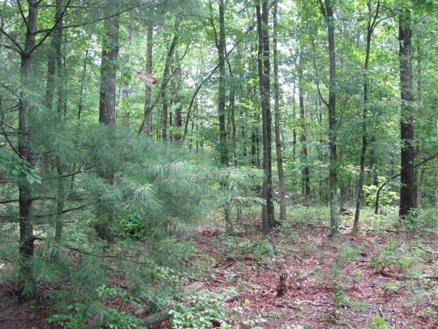 0 Caldwell Rd Off Sewanee, TN 37375 - Photo 1 of 1 Gallery Image 1