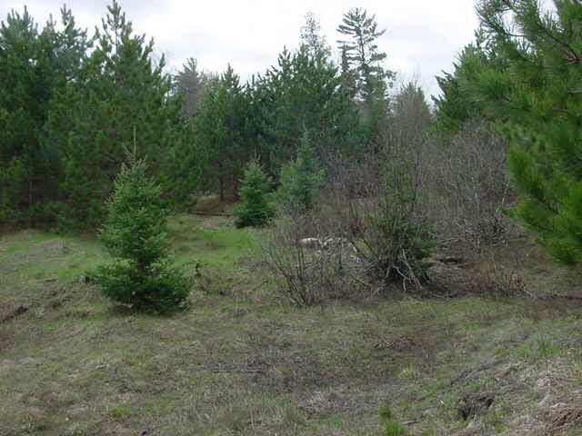 0 Stutts Road Manistique, MI 49854 - Photo 6 of 6 Gallery Image 6