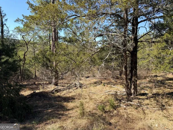 a view of a tree with a yard
