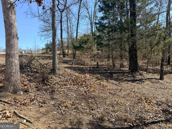 a view of a forest filled with trees