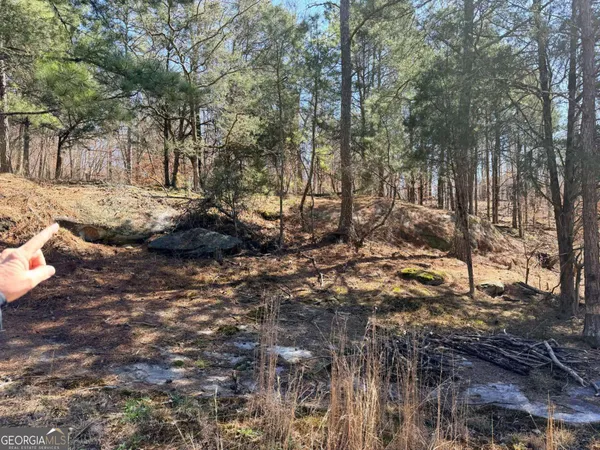 a view of a forest filled with trees