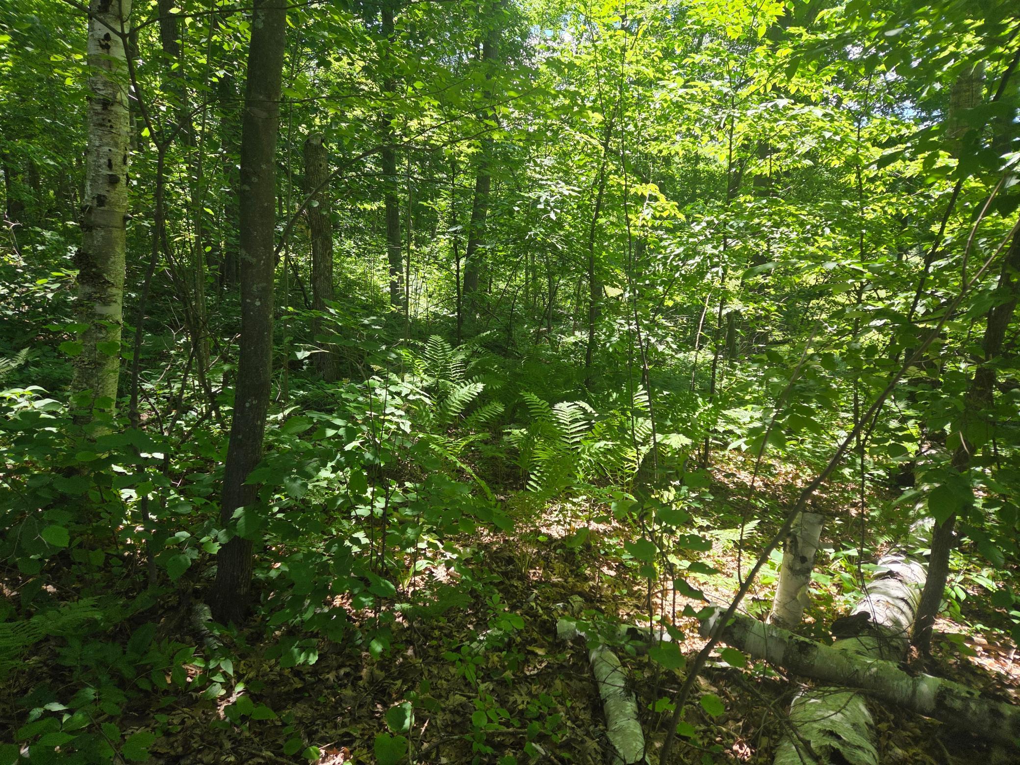 Tbd County Rd G Comstock, WI 54826 - Photo 2 of 9