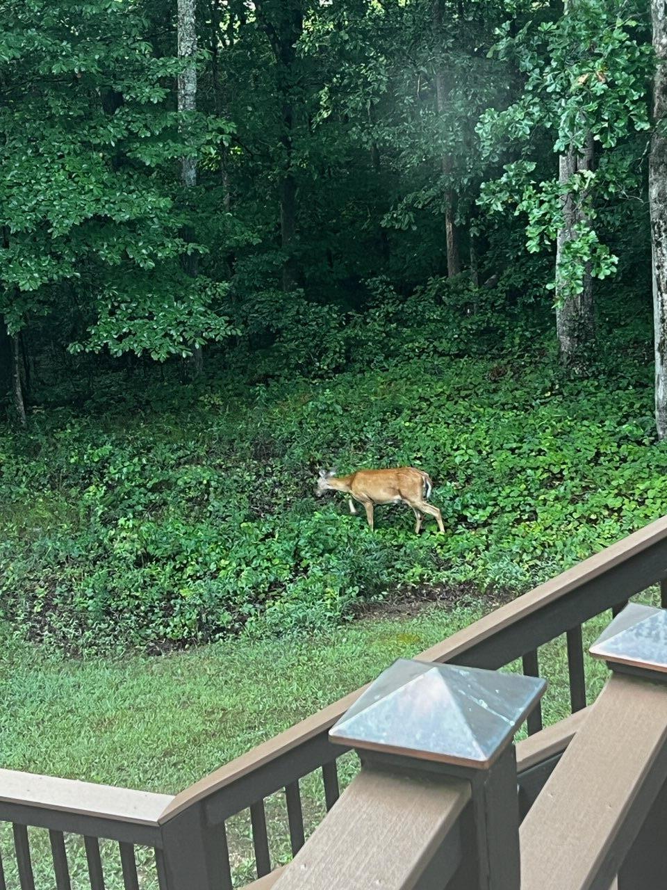 7429 Chad Road Harrison, TN 37341 - Photo 67 of 68 IMG-2719