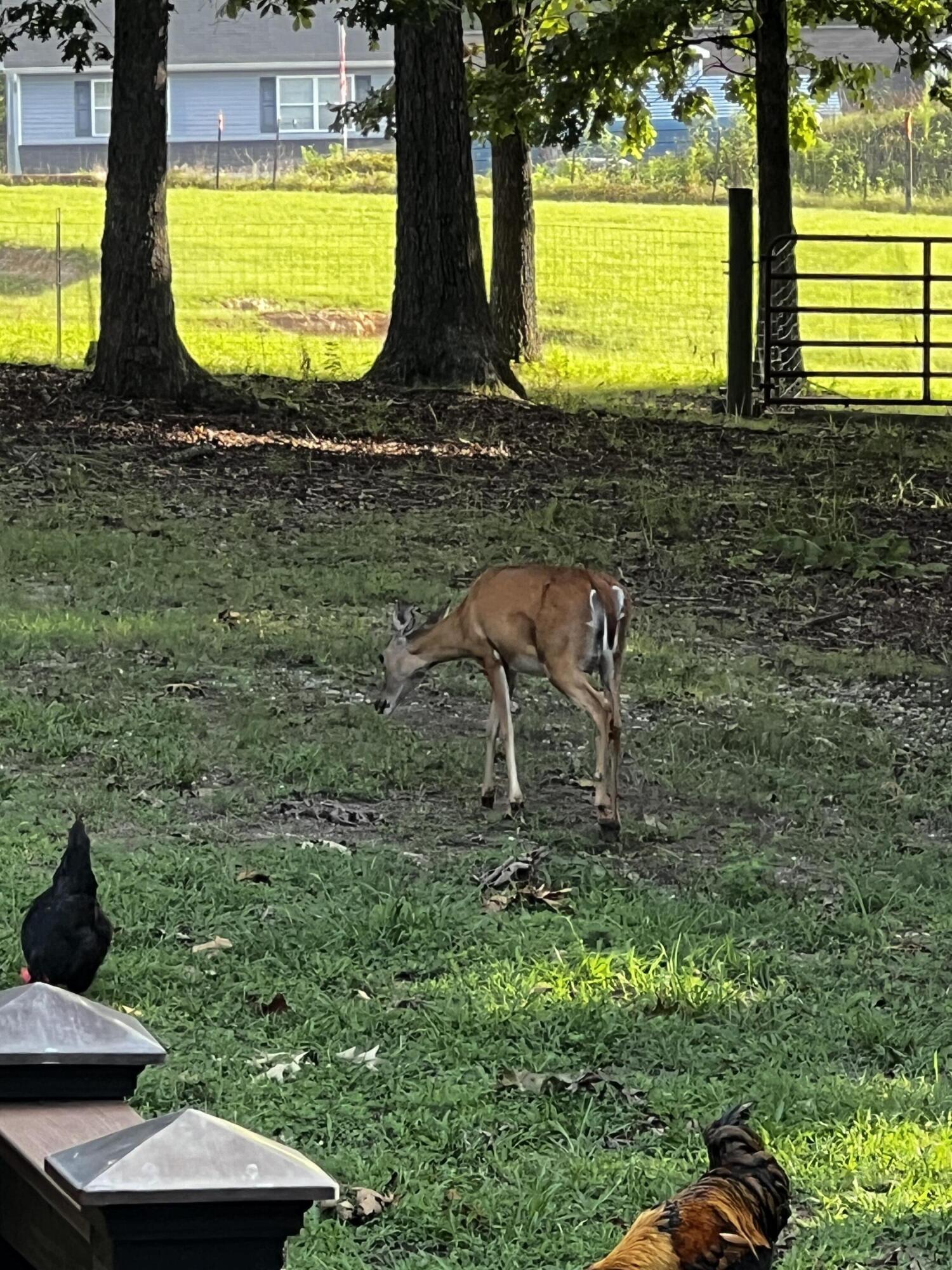 7429 Chad Road Harrison, TN 37341 - Photo 68 of 68 IMG-2709