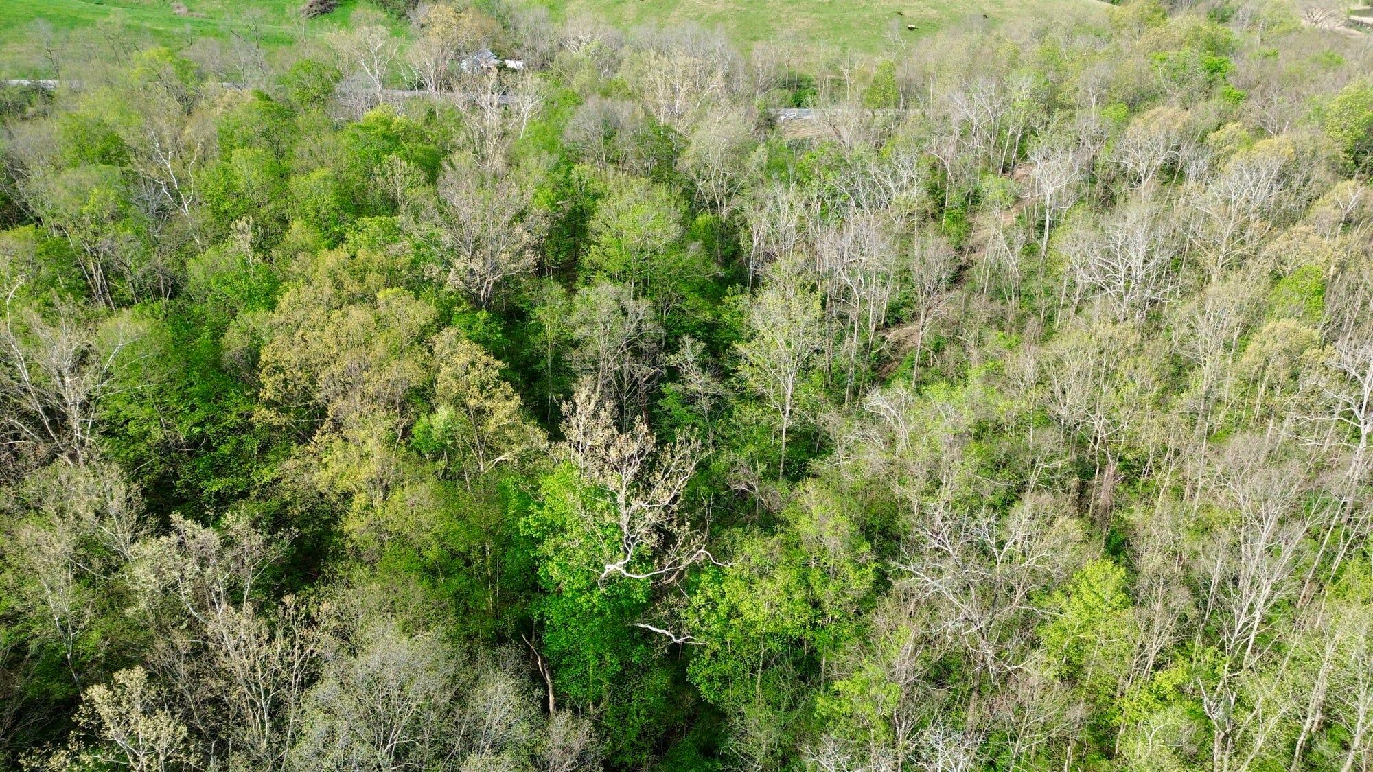 24 East Union Road Carlisle, KY 40311 - Photo 20 of 52 Trees