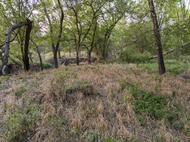 a view of a forest filled with trees