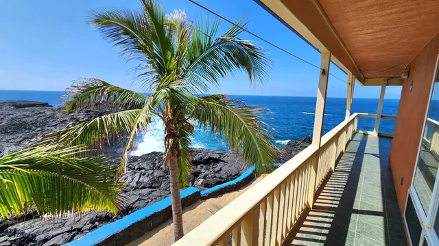 a view of a palm tree next to a yard