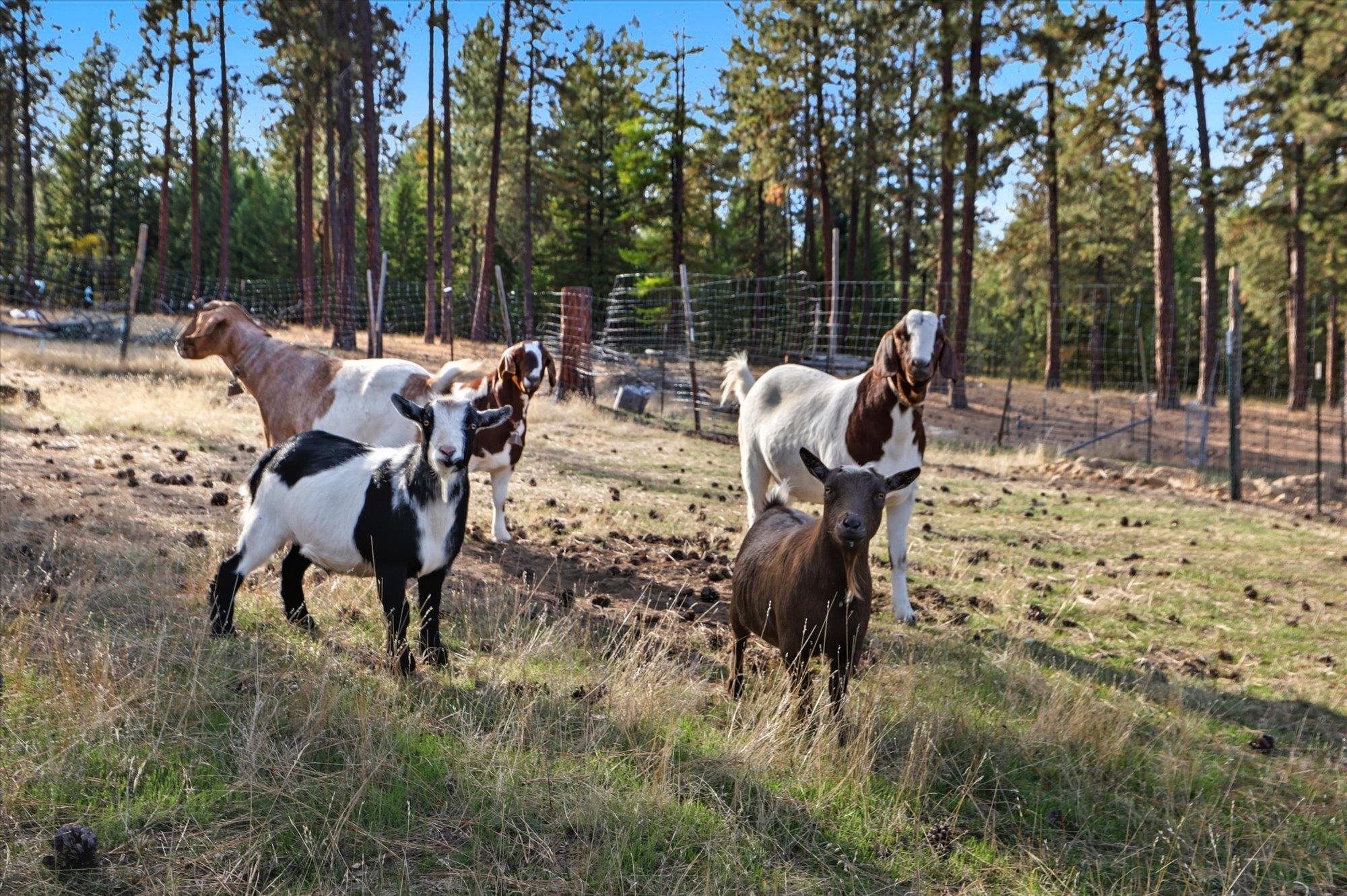 3921 West Owens Road Deer Park, WA 99006 - Photo 24 of 35