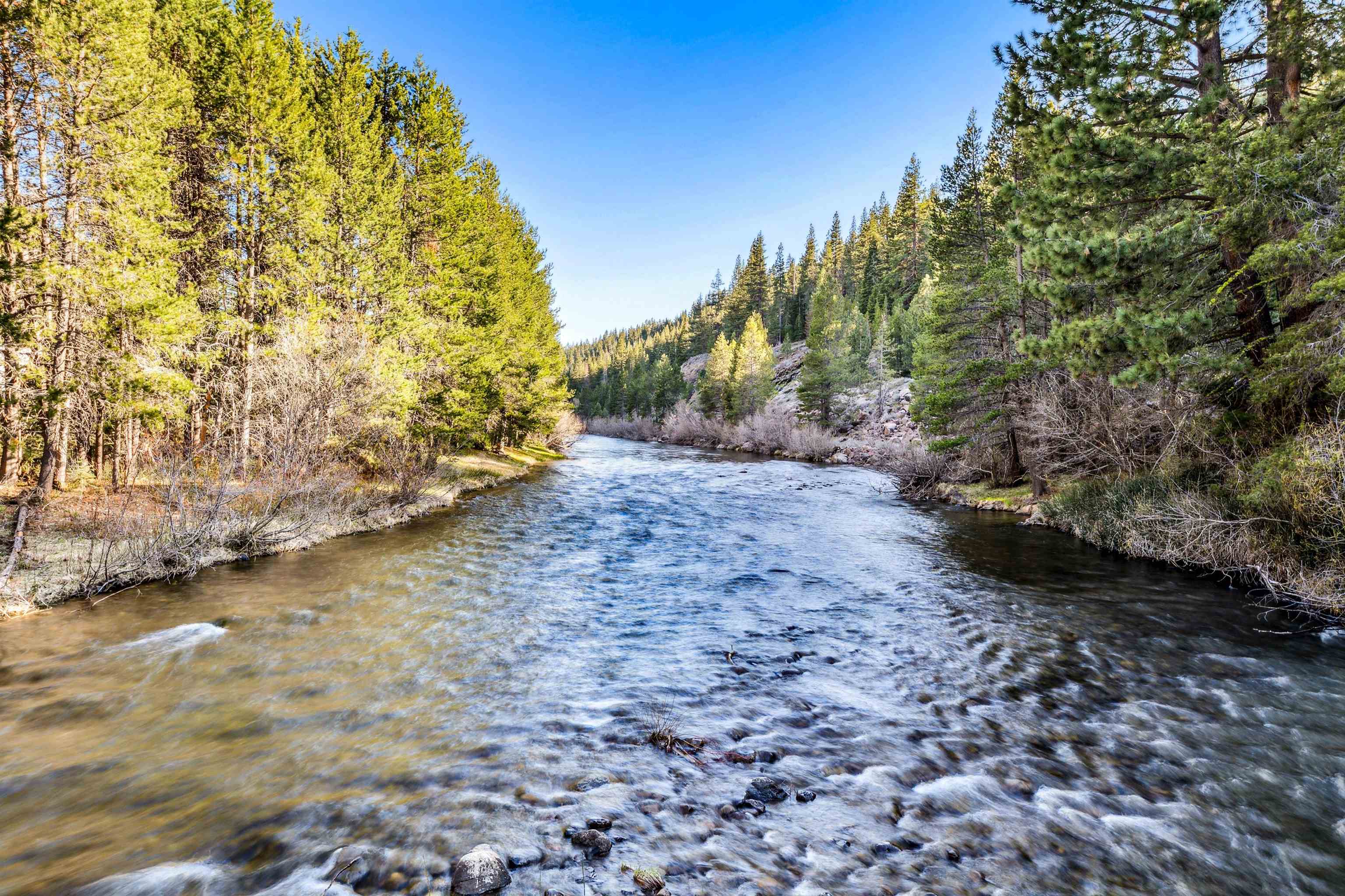 7898 River Road Truckee, CA 96161 - Photo 7 of 20 a view of a yard with an trees