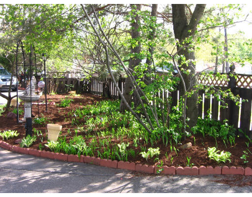 525 Parker Street Springfield, MA 01129 - Photo 22 of 23 a view of a yard with plants and large trees