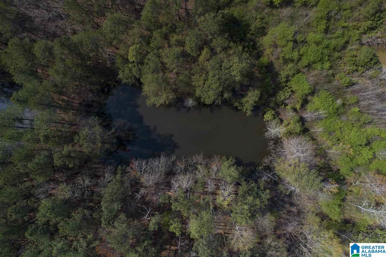 0 Mount Road Blountsville, AL 35031 - Photo 13 of 17