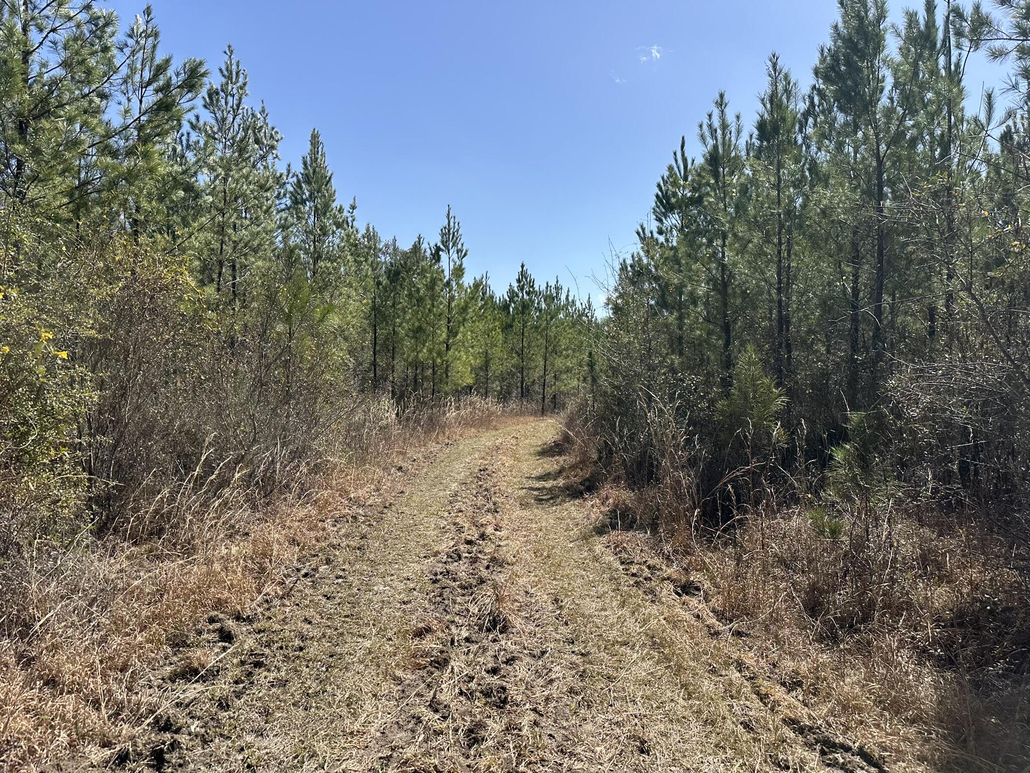 Tract#6416 Douglas Ferry Road Caryville, FL 32427 - Photo 13 of 16 a view of a forest with trees in the background