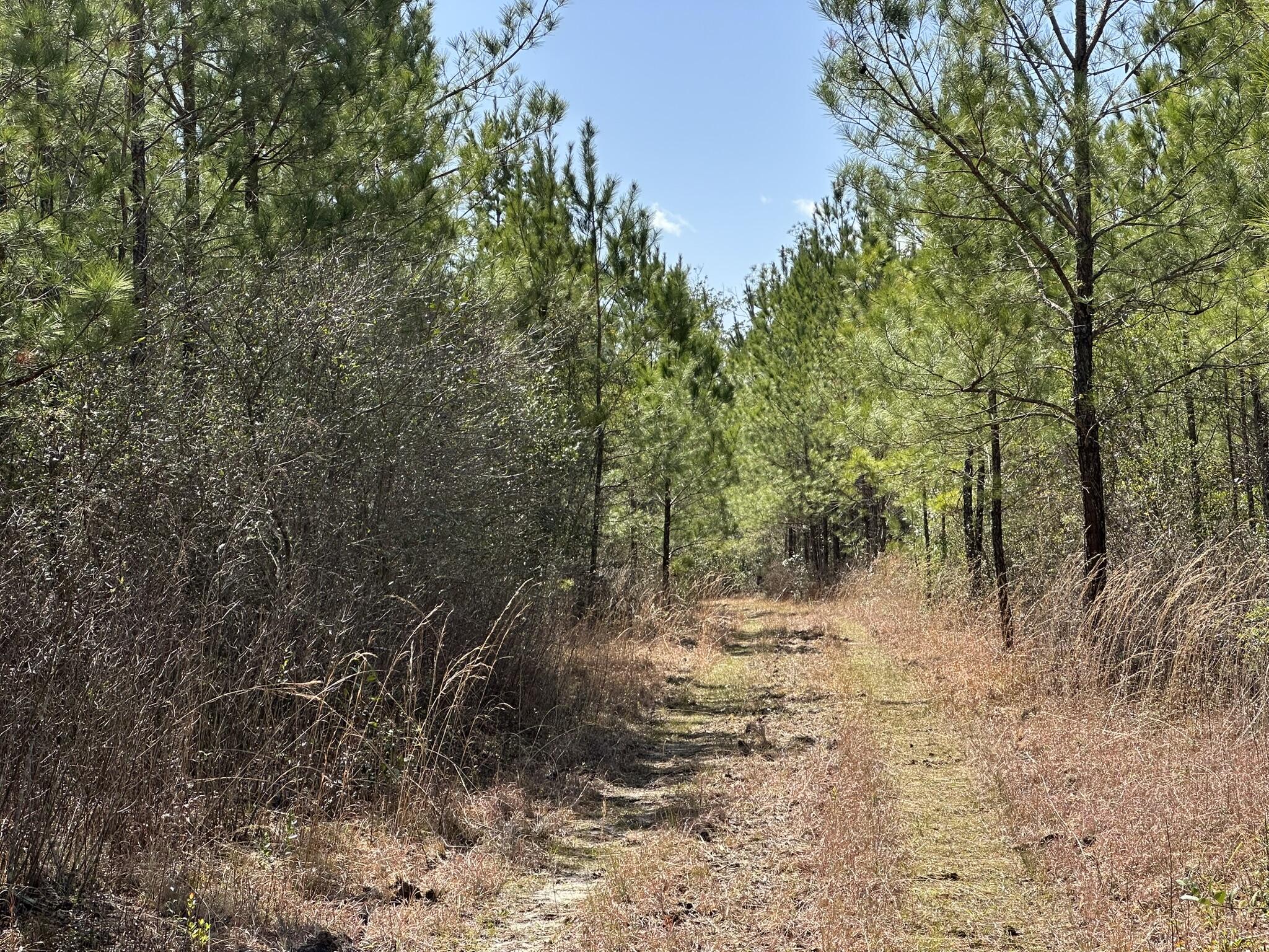 Tract#6416 Douglas Ferry Road Caryville, FL 32427 - Photo 14 of 16 a view of a forest with trees in the background
