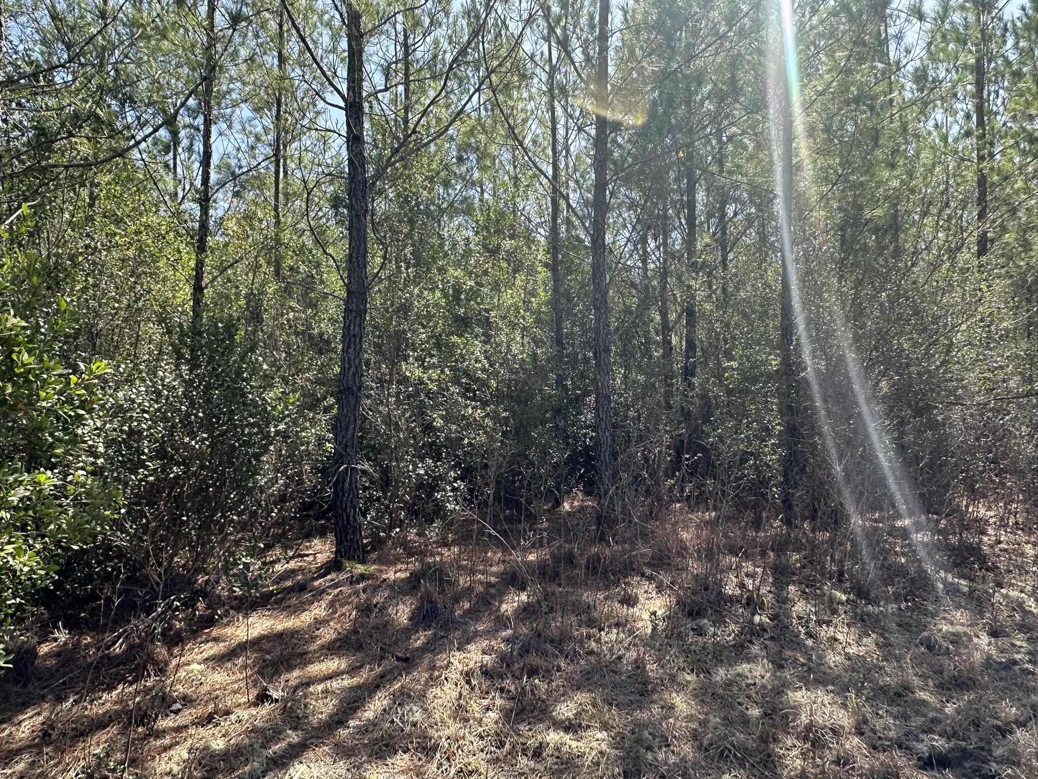 Tract#6416 Douglas Ferry Road Caryville, FL 32427 - Photo 15 of 16 a view of a forest with trees in the background
