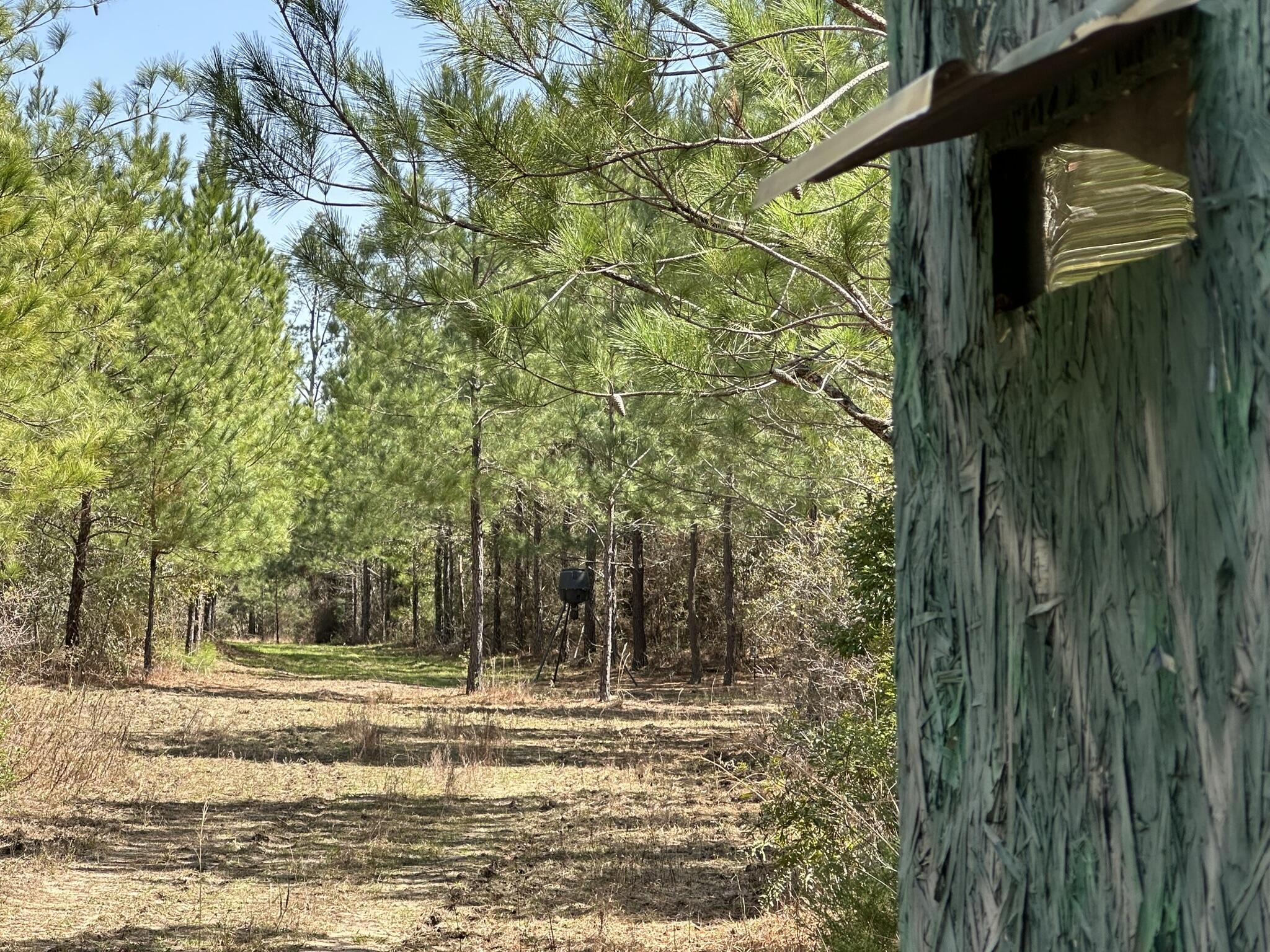 Tract#6416 Douglas Ferry Road Caryville, FL 32427 - Photo 3 of 16 a view of outdoor space and yard