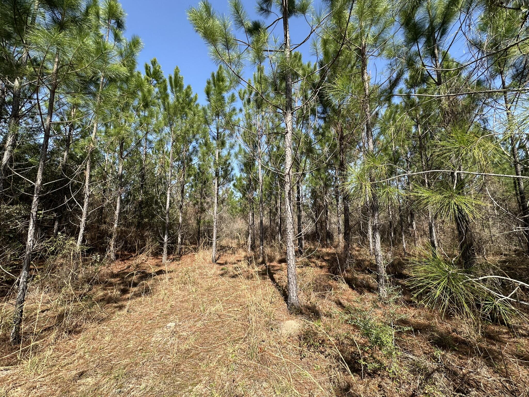 Tract#6416 Douglas Ferry Road Caryville, FL 32427 - Photo 4 of 16 a view of water covered with snow