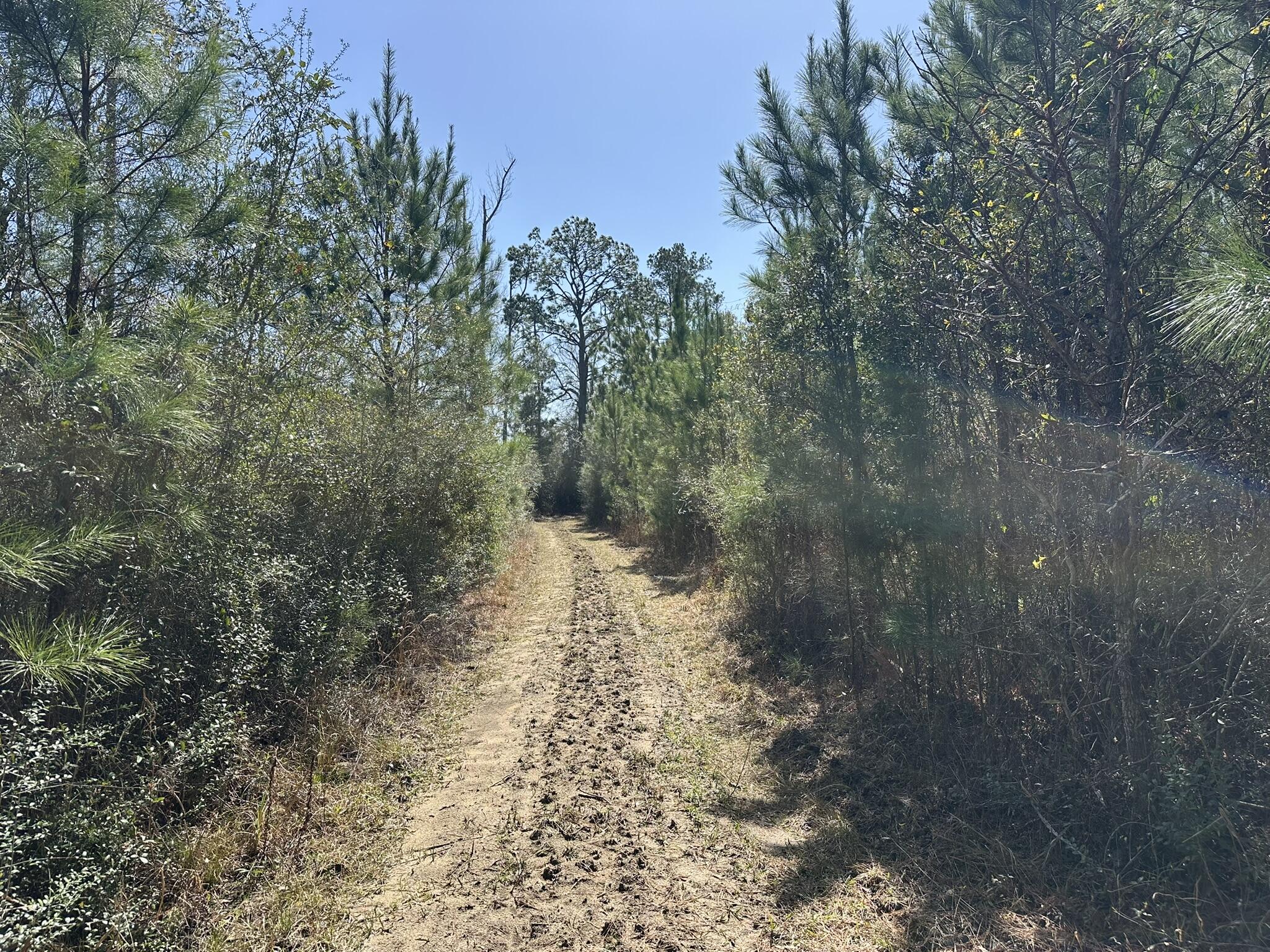 Tract#6416 Douglas Ferry Road Caryville, FL 32427 - Photo 9 of 16 a view of a forest with trees in the background