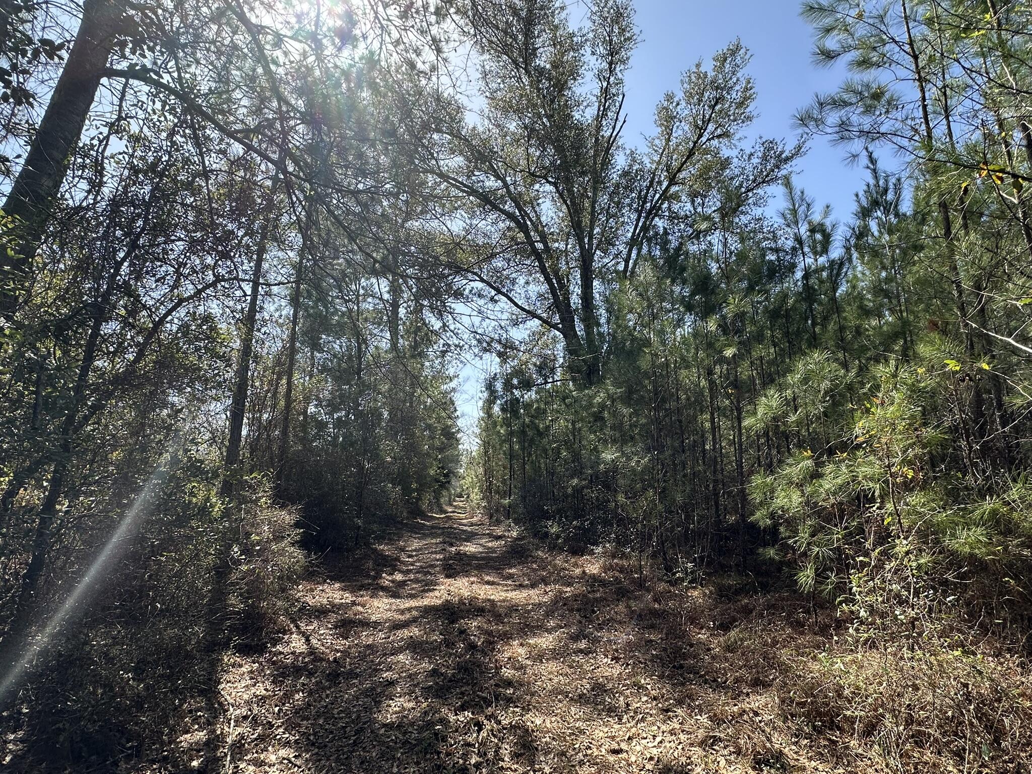 Tract#6416 Douglas Ferry Road Caryville, FL 32427 - Photo 10 of 16 a view of a forest with trees in the background